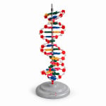 DNA Activity Model